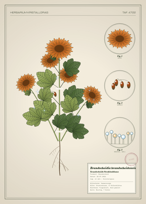Botanische Tafel: Brandscheidia brandscheidensis, eine erfundene Pflanze aus Brandscheid, gezeichnet wie in einem alten Pflanzenatlas
