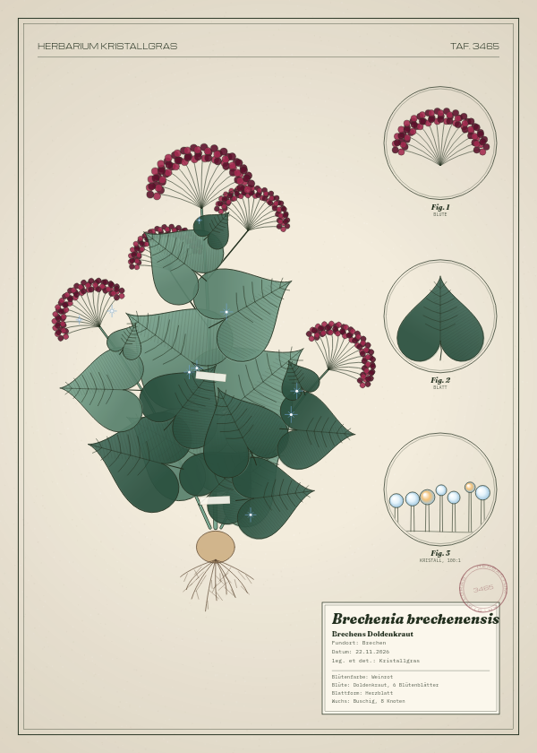 Botanische Tafel: Brechenia brechenensis, eine erfundene Pflanze aus Brechen, gezeichnet wie in einem alten Pflanzenatlas