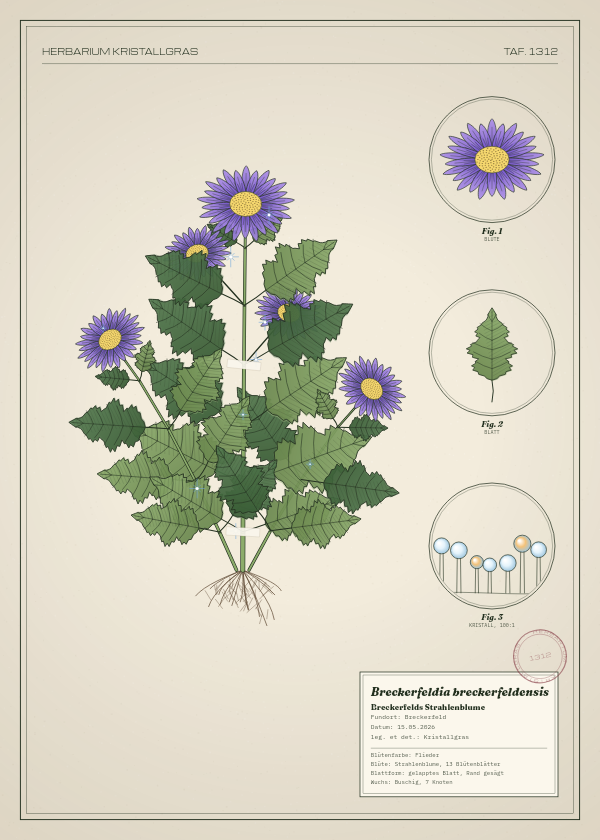 Botanische Tafel: Breckerfeldia breckerfeldensis, eine erfundene Pflanze aus Breckerfeld, gezeichnet wie in einem alten Pflanzenatlas