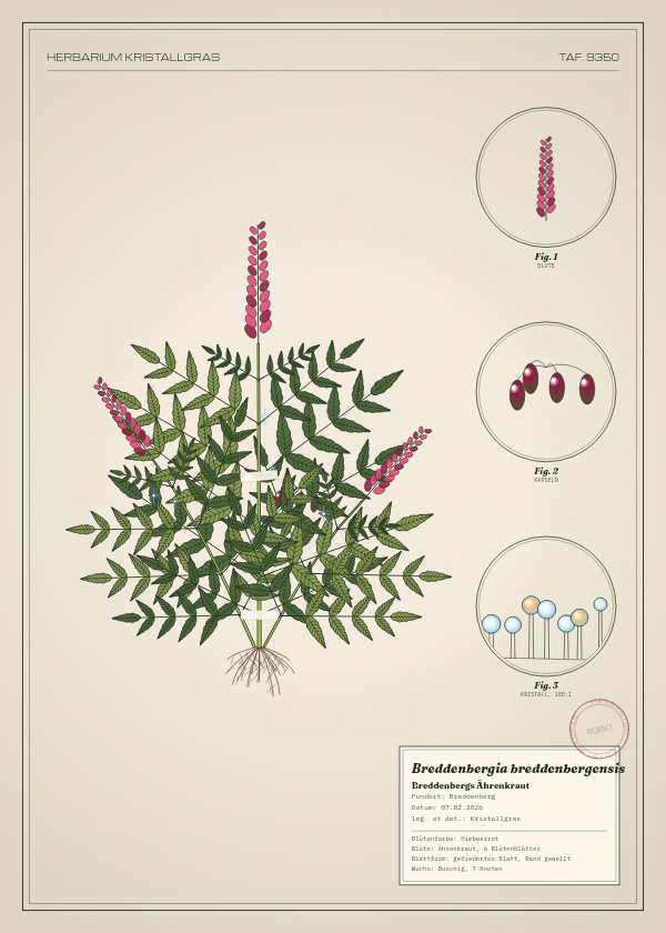 Botanische Tafel: Breddenbergia breddenbergensis, eine erfundene Pflanze aus Breddenberg, gezeichnet wie in einem alten Pflanzenatlas