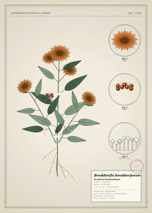 Botanische Tafel: Breddorfia breddorfensis, eine erfundene Pflanze aus Breddorf, gezeichnet wie in einem alten Pflanzenatlas