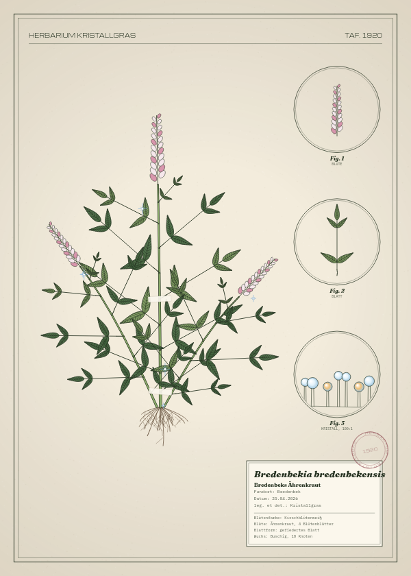 Botanische Tafel: Bredenbekia bredenbekensis, eine erfundene Pflanze aus Bredenbek, gezeichnet wie in einem alten Pflanzenatlas