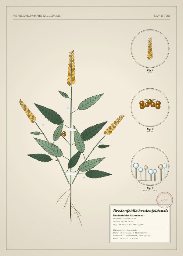 Botanische Tafel: Bredenfeldia bredenfeldensis, eine erfundene Pflanze aus Bredenfelde, gezeichnet wie in einem alten Pflanzenatlas