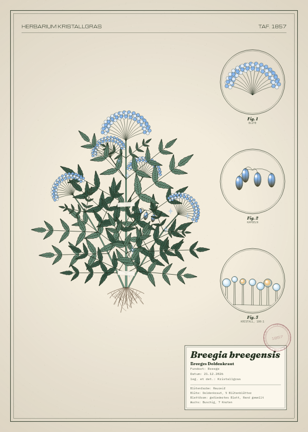 Botanische Tafel: Breegia breegensis, eine erfundene Pflanze aus Breege, gezeichnet wie in einem alten Pflanzenatlas