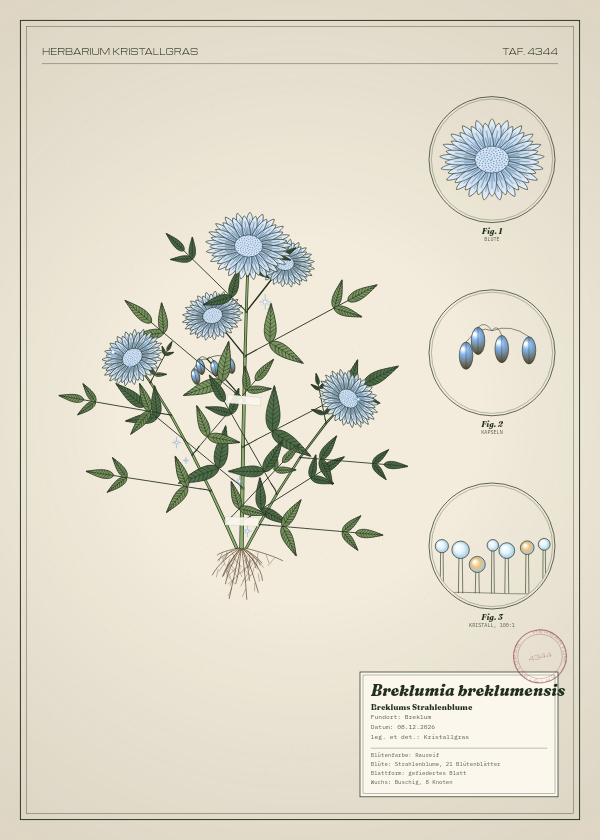 Botanische Tafel: Breklumia breklumensis, eine erfundene Pflanze aus Breklum, gezeichnet wie in einem alten Pflanzenatlas