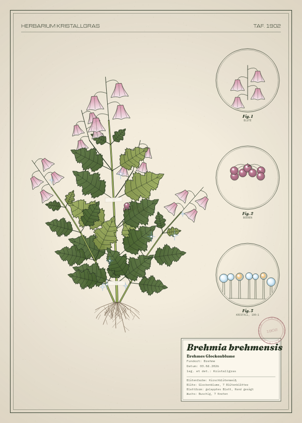 Botanische Tafel: Brehmia brehmensis, eine erfundene Pflanze aus Brehme, gezeichnet wie in einem alten Pflanzenatlas