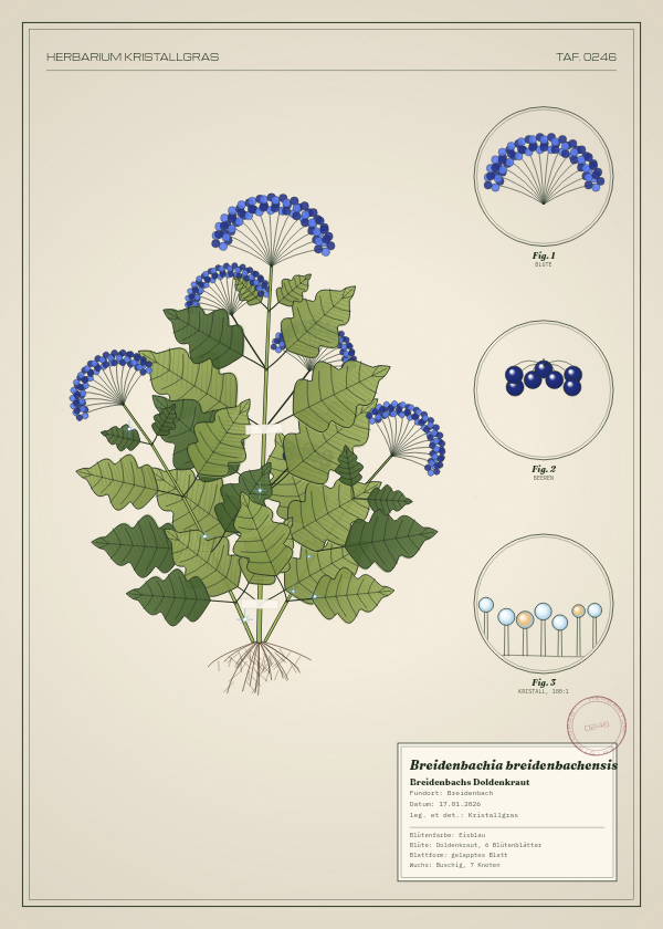 Botanische Tafel: Breidenbachia breidenbachensis, eine erfundene Pflanze aus Breidenbach, gezeichnet wie in einem alten Pflanzenatlas