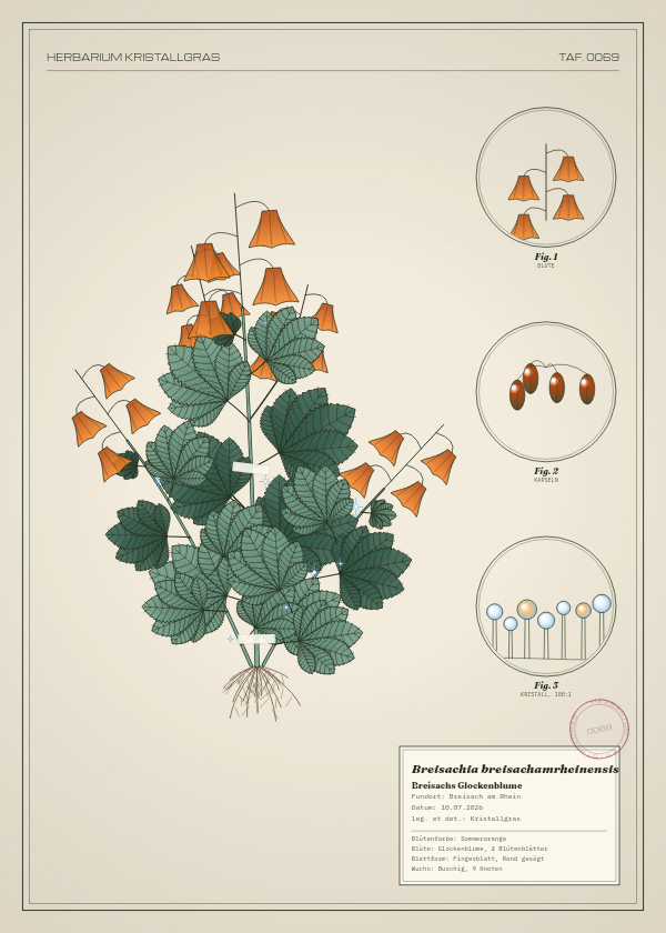 Botanische Tafel: Breisachia breisachamrheinensis, eine erfundene Pflanze aus Breisach am Rhein, gezeichnet wie in einem alten Pflanzenatlas