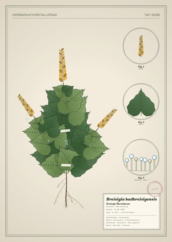 Botanische Tafel: Breisigia badbreisigensis, eine erfundene Pflanze aus Bad Breisig, gezeichnet wie in einem alten Pflanzenatlas