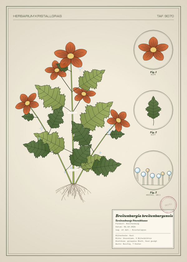 Botanische Tafel: Breitenburgia breitenburgensis, eine erfundene Pflanze aus Breitenburg, gezeichnet wie in einem alten Pflanzenatlas