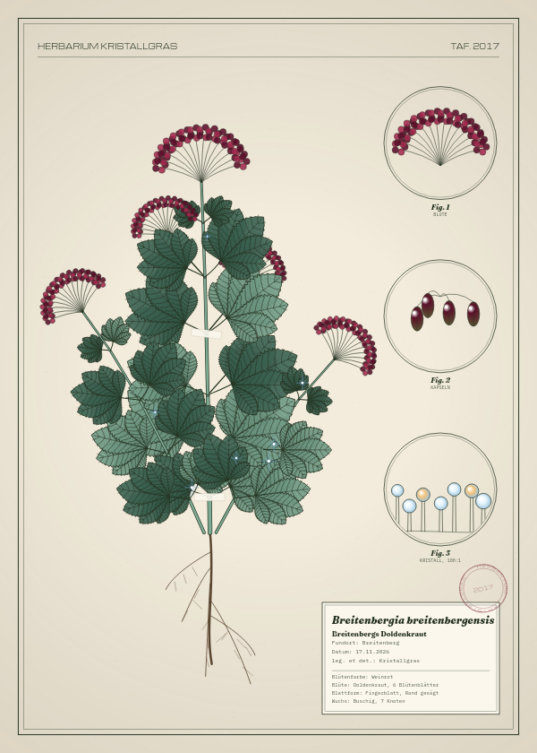 Botanische Tafel: Breitenbergia breitenbergensis, eine erfundene Pflanze aus Breitenberg, gezeichnet wie in einem alten Pflanzenatlas