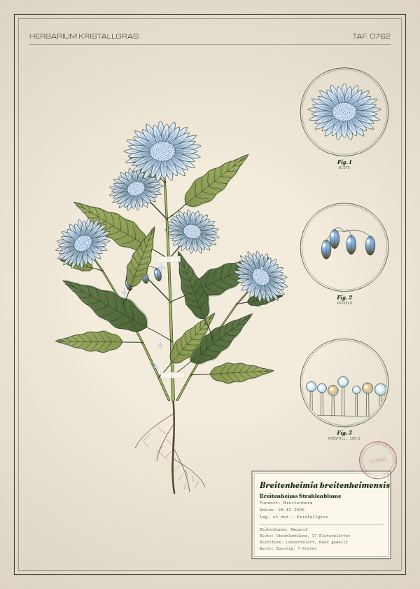 Botanische Tafel: Breitenheimia breitenheimensis, eine erfundene Pflanze aus Breitenheim, gezeichnet wie in einem alten Pflanzenatlas