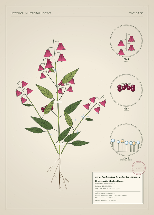 Botanische Tafel: Breitscheidia breitscheidensis, eine erfundene Pflanze aus Breitscheid, gezeichnet wie in einem alten Pflanzenatlas