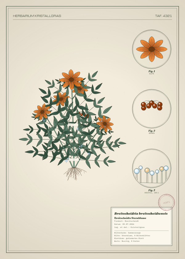 Botanische Tafel: Breitscheidtia breitscheidtensis, eine erfundene Pflanze aus Breitscheidt, gezeichnet wie in einem alten Pflanzenatlas