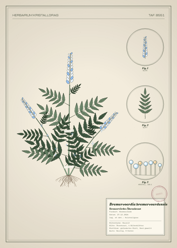 Botanische Tafel: Bremervoerdia bremervoerdensis, eine erfundene Pflanze aus Bremervörde, gezeichnet wie in einem alten Pflanzenatlas
