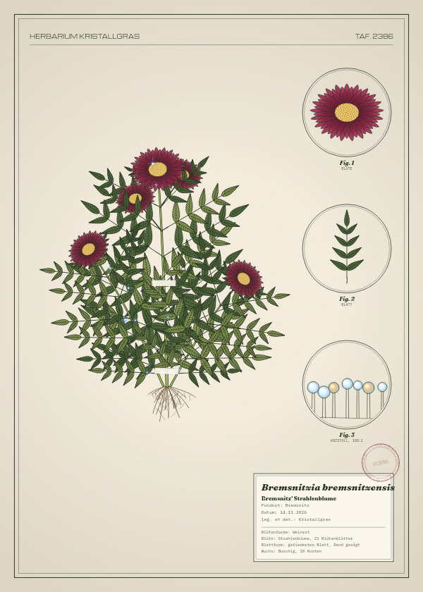 Botanische Tafel: Bremsnitzia bremsnitzensis, eine erfundene Pflanze aus Bremsnitz, gezeichnet wie in einem alten Pflanzenatlas