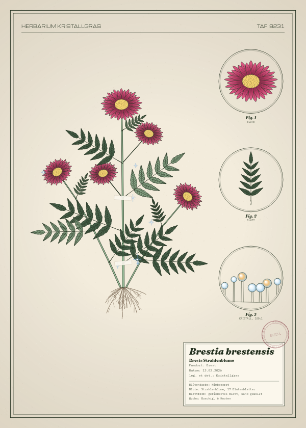 Botanische Tafel: Brestia brestensis, eine erfundene Pflanze aus Brest, gezeichnet wie in einem alten Pflanzenatlas