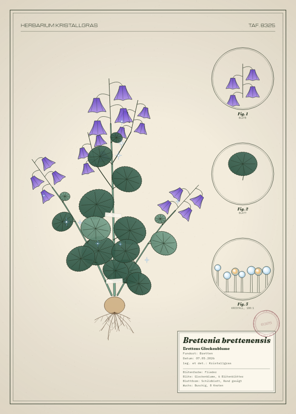 Botanische Tafel: Brettenia brettenensis, eine erfundene Pflanze aus Bretten, gezeichnet wie in einem alten Pflanzenatlas