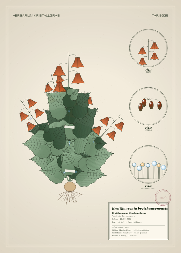 Botanische Tafel: Bretthausenia bretthausenensis, eine erfundene Pflanze aus Bretthausen, gezeichnet wie in einem alten Pflanzenatlas