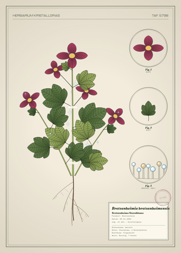 Botanische Tafel: Bretzenheimia bretzenheimensis, eine erfundene Pflanze aus Bretzenheim, gezeichnet wie in einem alten Pflanzenatlas