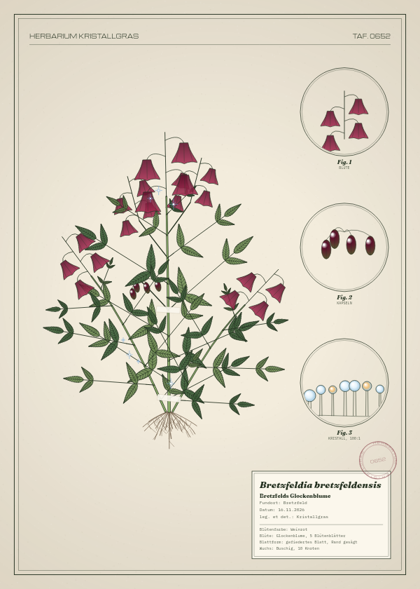 Botanische Tafel: Bretzfeldia bretzfeldensis, eine erfundene Pflanze aus Bretzfeld, gezeichnet wie in einem alten Pflanzenatlas