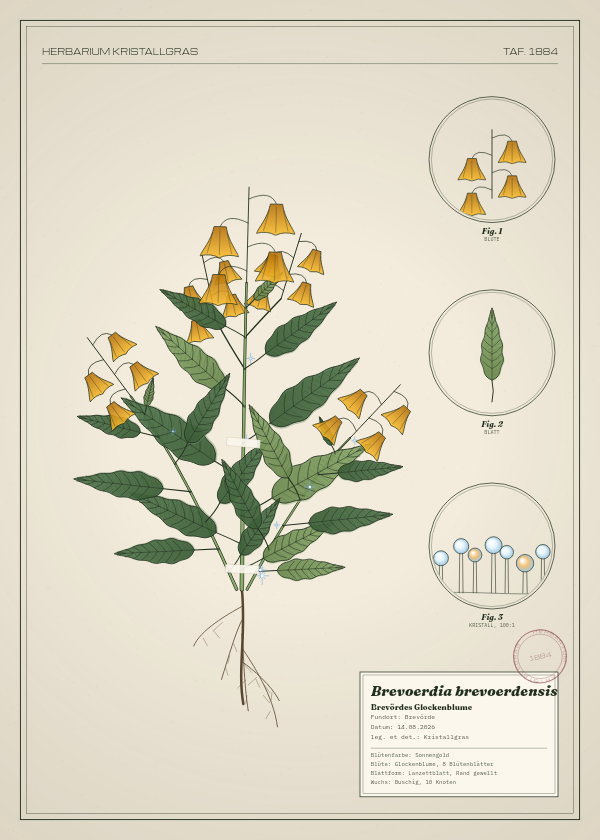Botanische Tafel: Brevoerdia brevoerdensis, eine erfundene Pflanze aus Brevörde, gezeichnet wie in einem alten Pflanzenatlas