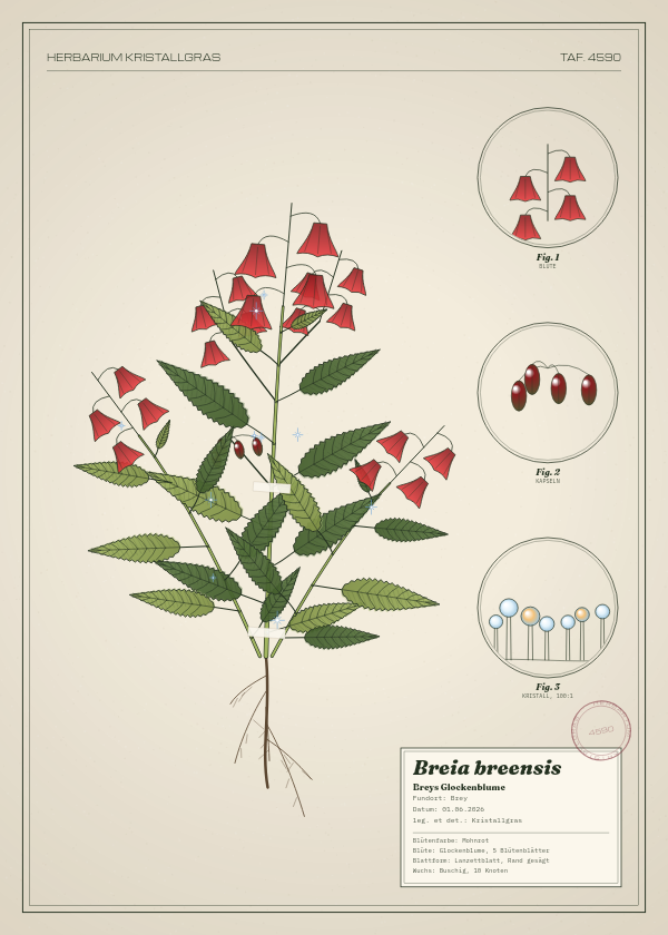 Botanische Tafel: Breia breensis, eine erfundene Pflanze aus Brey, gezeichnet wie in einem alten Pflanzenatlas