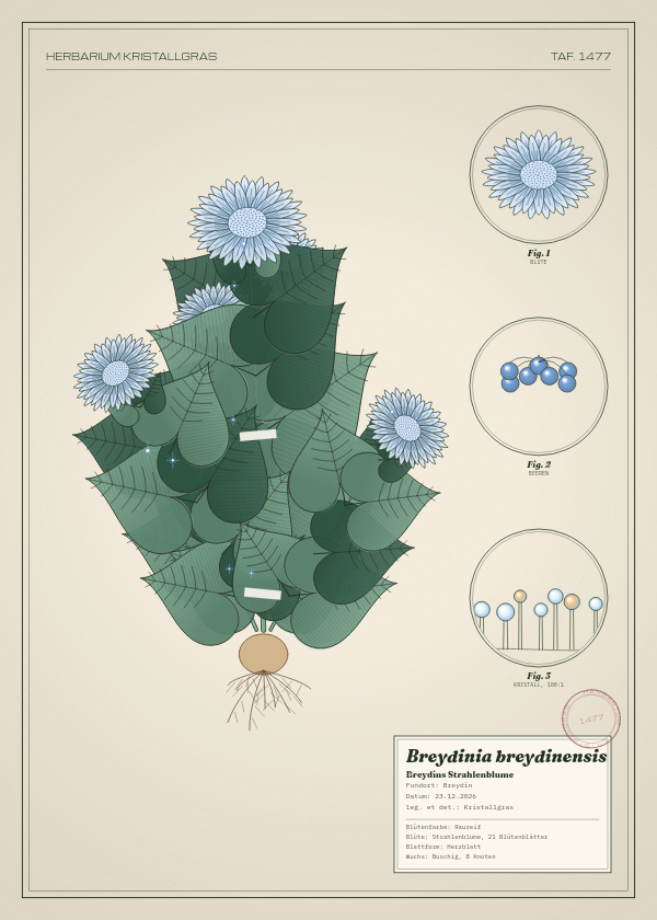 Botanische Tafel: Breydinia breydinensis, eine erfundene Pflanze aus Breydin, gezeichnet wie in einem alten Pflanzenatlas