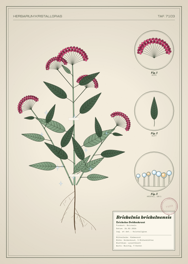Botanische Tafel: Brickelnia brickelnensis, eine erfundene Pflanze aus Brickeln, gezeichnet wie in einem alten Pflanzenatlas