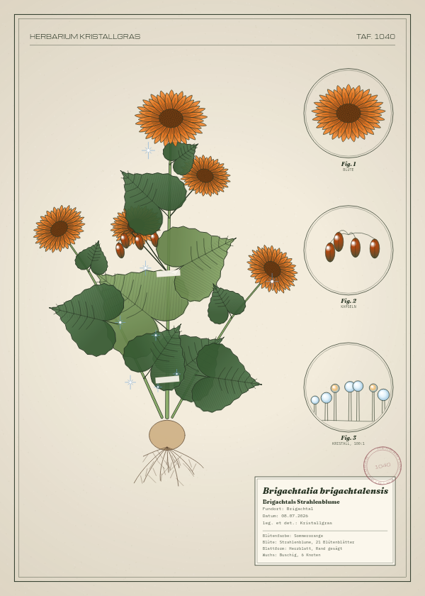 Botanische Tafel: Brigachtalia brigachtalensis, eine erfundene Pflanze aus Brigachtal, gezeichnet wie in einem alten Pflanzenatlas