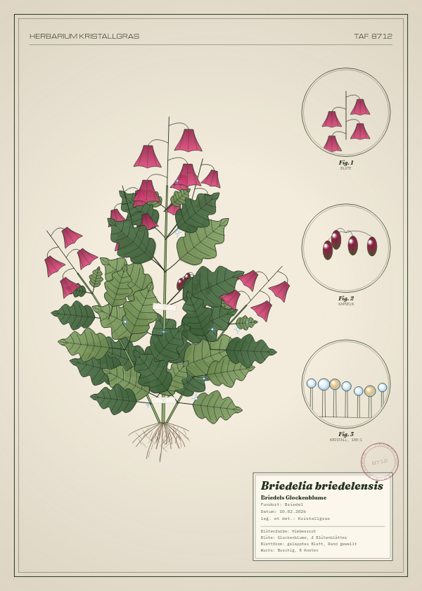 Botanische Tafel: Briedelia briedelensis, eine erfundene Pflanze aus Briedel, gezeichnet wie in einem alten Pflanzenatlas
