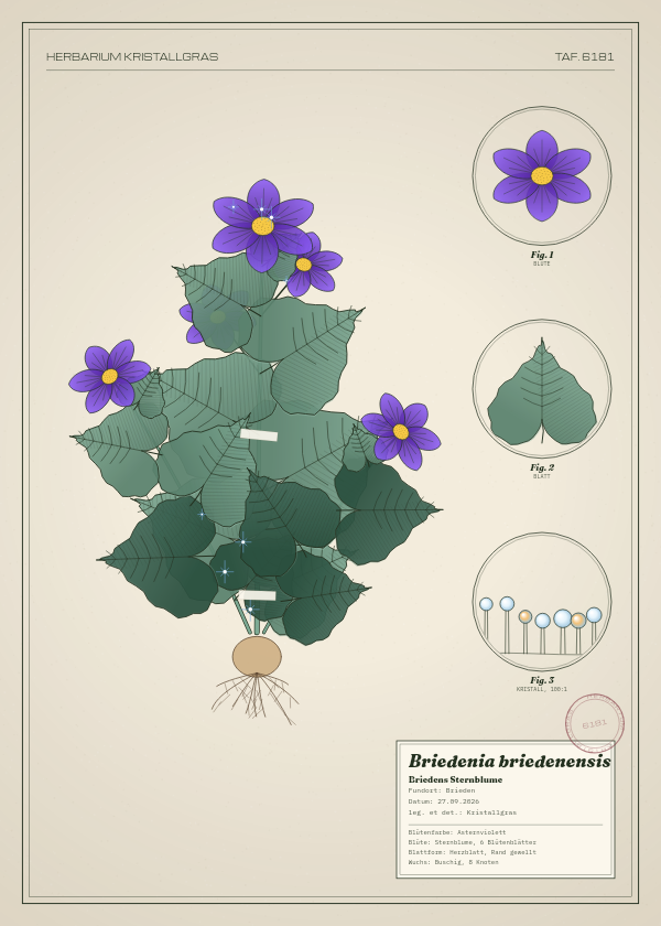 Botanische Tafel: Briedenia briedenensis, eine erfundene Pflanze aus Brieden, gezeichnet wie in einem alten Pflanzenatlas