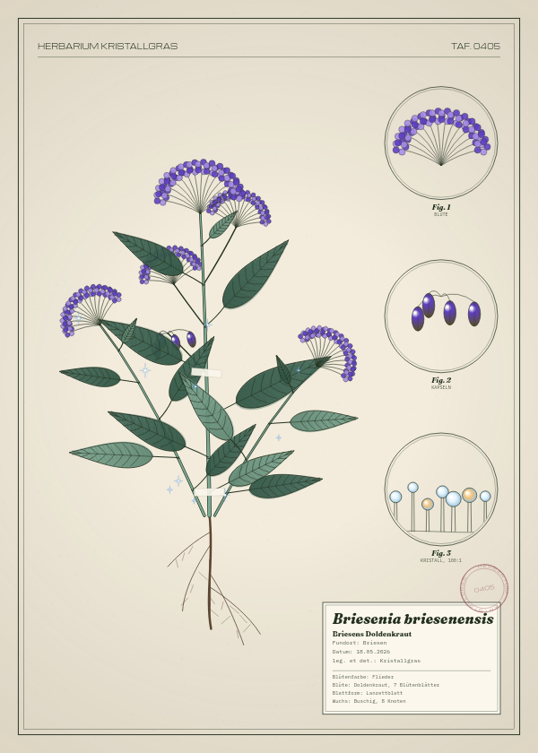 Botanische Tafel: Briesenia briesenensis, eine erfundene Pflanze aus Briesen, gezeichnet wie in einem alten Pflanzenatlas