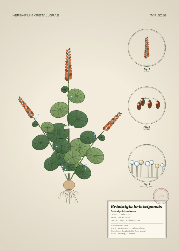 Botanische Tafel: Brietzigia brietzigensis, eine erfundene Pflanze aus Brietzig, gezeichnet wie in einem alten Pflanzenatlas