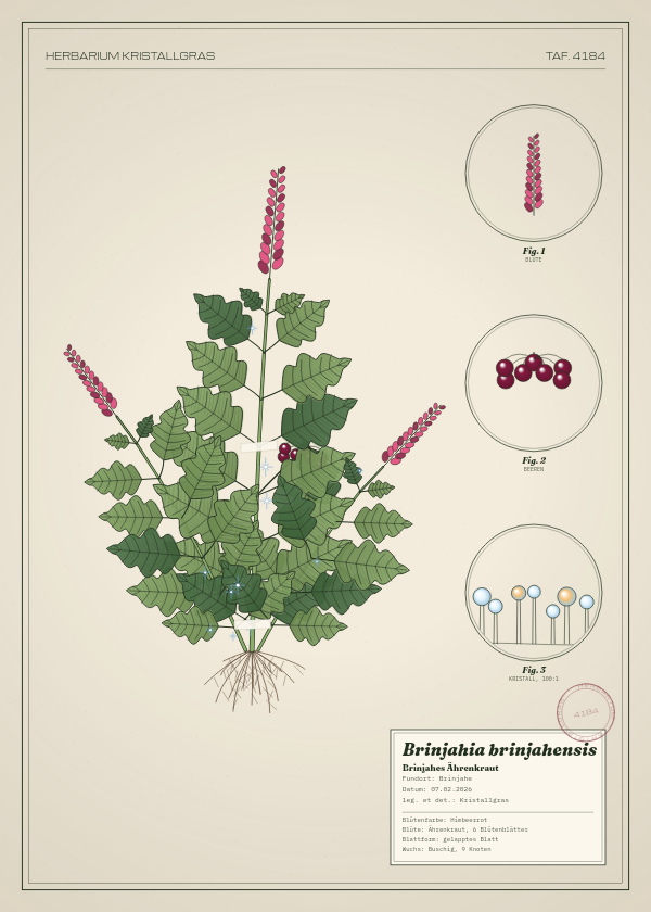 Botanische Tafel: Brinjahia brinjahensis, eine erfundene Pflanze aus Brinjahe, gezeichnet wie in einem alten Pflanzenatlas