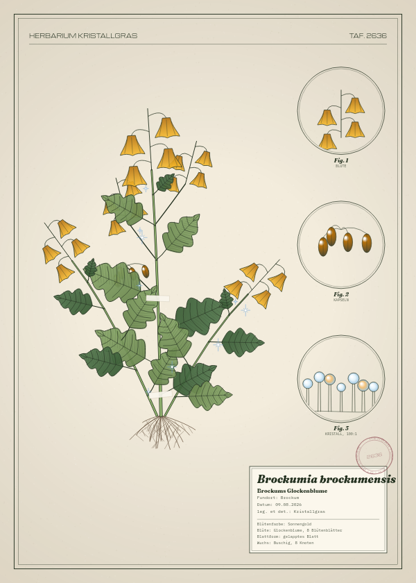 Botanische Tafel: Brockumia brockumensis, eine erfundene Pflanze aus Brockum, gezeichnet wie in einem alten Pflanzenatlas