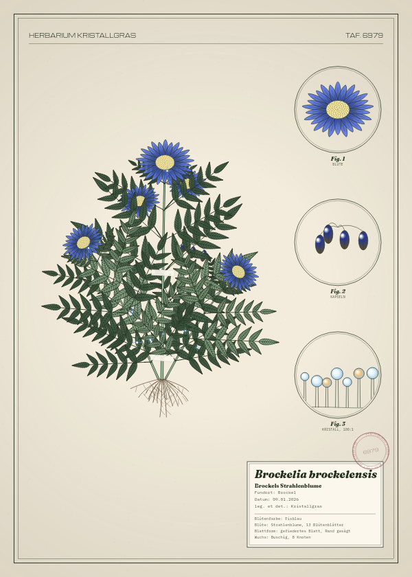 Botanische Tafel: Brockelia brockelensis, eine erfundene Pflanze aus Brockel, gezeichnet wie in einem alten Pflanzenatlas