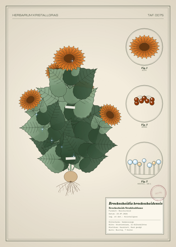 Botanische Tafel: Brockscheidia brockscheidensis, eine erfundene Pflanze aus Brockscheid, gezeichnet wie in einem alten Pflanzenatlas