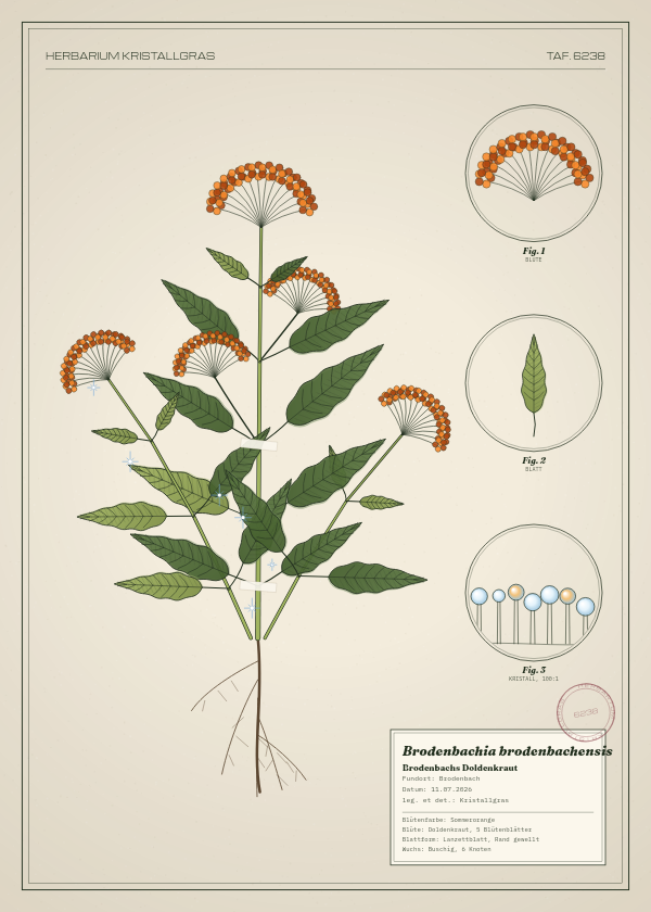 Botanische Tafel: Brodenbachia brodenbachensis, eine erfundene Pflanze aus Brodenbach, gezeichnet wie in einem alten Pflanzenatlas