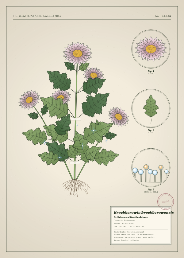 Botanische Tafel: Broebberowia broebberowensis, eine erfundene Pflanze aus Bröbberow, gezeichnet wie in einem alten Pflanzenatlas