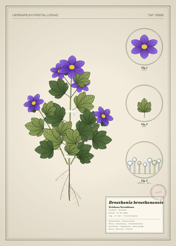 Botanische Tafel: Broethenia broethenensis, eine erfundene Pflanze aus Bröthen, gezeichnet wie in einem alten Pflanzenatlas