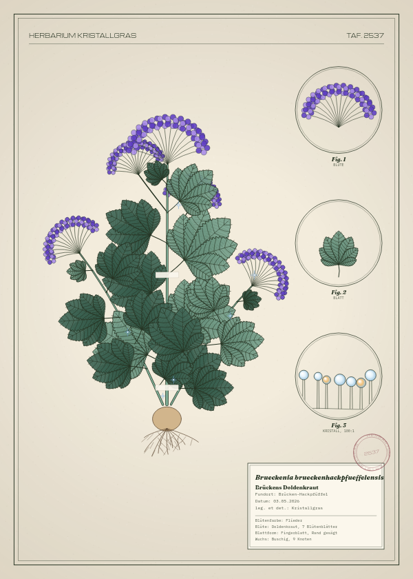 Botanische Tafel: Brueckenia brueckenhackpfueffelensis, eine erfundene Pflanze aus Brücken-Hackpfüffel, gezeichnet wie in einem alten Pflanzenatlas