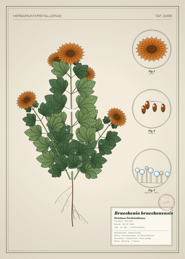 Botanische Tafel: Brueckenia brueckenensis, eine erfundene Pflanze aus Brücken, gezeichnet wie in einem alten Pflanzenatlas