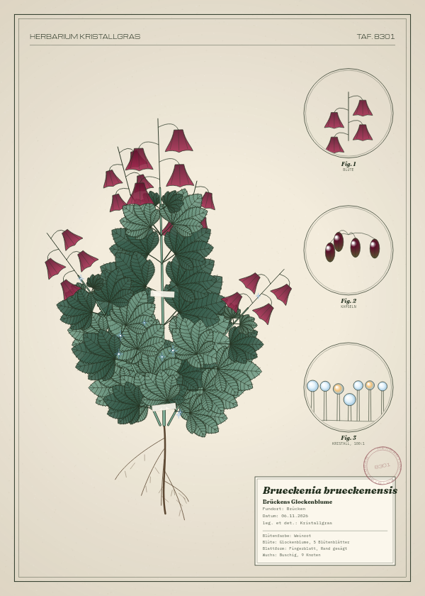 Botanische Tafel: Brueckenia brueckenensis, eine erfundene Pflanze aus Brücken, gezeichnet wie in einem alten Pflanzenatlas