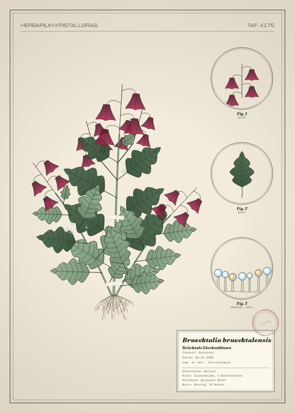 Botanische Tafel: Bruecktalia bruecktalensis, eine erfundene Pflanze aus Brücktal, gezeichnet wie in einem alten Pflanzenatlas