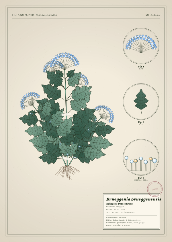 Botanische Tafel: Brueggenia brueggenensis, eine erfundene Pflanze aus Brüggen, gezeichnet wie in einem alten Pflanzenatlas