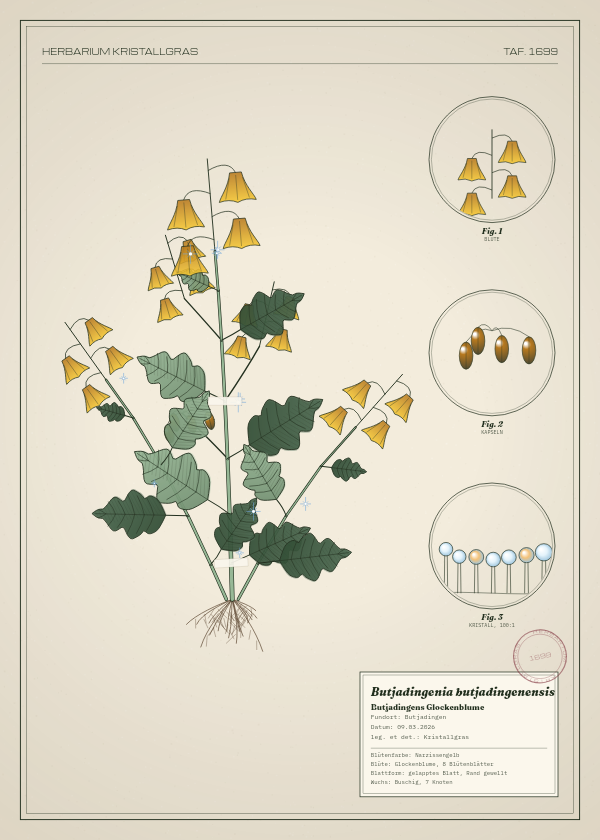 Botanische Tafel: Butjadingenia butjadingenensis, eine erfundene Pflanze aus Butjadingen, gezeichnet wie in einem alten Pflanzenatlas