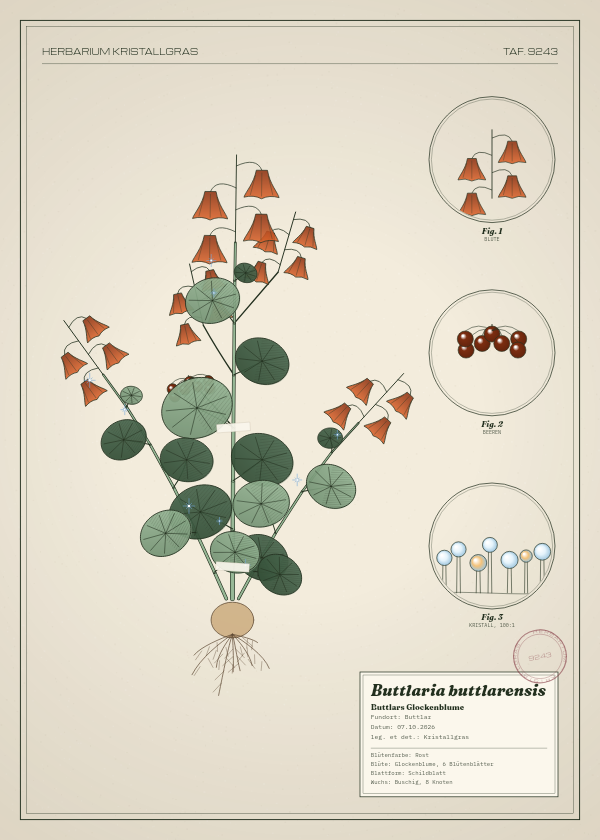 Botanische Tafel: Buttlaria buttlarensis, eine erfundene Pflanze aus Buttlar, gezeichnet wie in einem alten Pflanzenatlas
