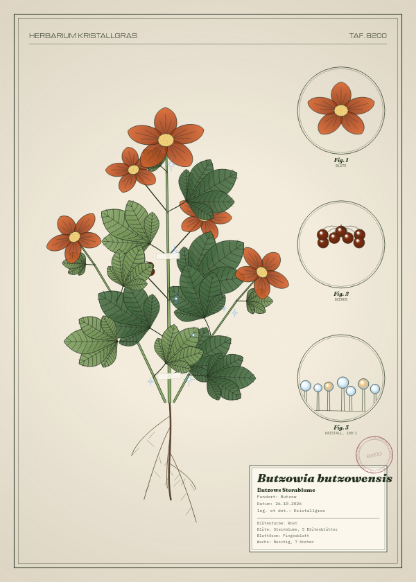 Botanische Tafel: Butzowia butzowensis, eine erfundene Pflanze aus Butzow, gezeichnet wie in einem alten Pflanzenatlas
