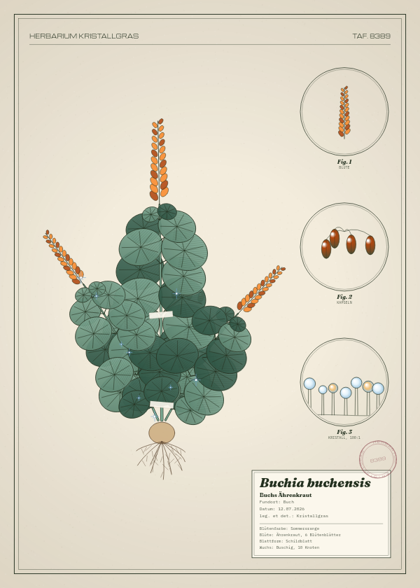 Botanische Tafel: Buchia buchensis, eine erfundene Pflanze aus Buch, gezeichnet wie in einem alten Pflanzenatlas